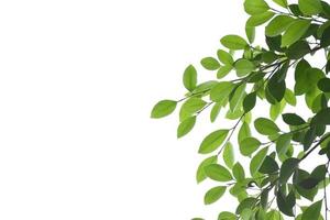 Isolated ficus benjamina branches and leaves with clipping paths. photo