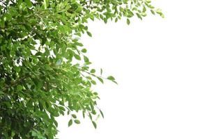 ramas y hojas aisladas de ficus benjamina con caminos de recorte. foto