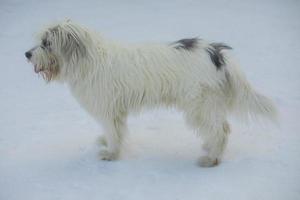 Dog in winter. Walking with pet in park in snow. Animal walks in forest. photo