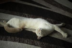 Cat on carpet. White cat in interior. Pet at home. photo