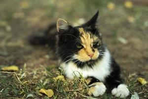 Cat with different coats. Pet on street. Cute cat in park. Animal in garden. photo