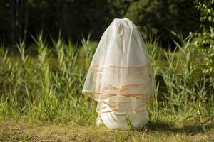 novia en la orilla del lago. chica con vestido blanco en el parque. tela en la cabeza. mujer esperando boda. foto