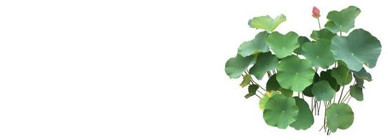 Isolated waterlily or lotus plants with clipping paths. photo
