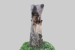 Isolated dead trunk with clipping paths. photo