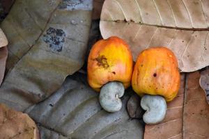 anacardos rojos y amarillos que maduraron y cayeron bajo su árbol. foto