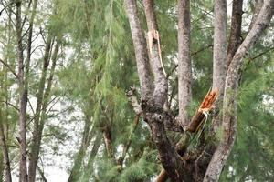 The branches of the pines were struck by lightning and were torn down. photo