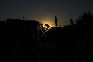 puesta de sol en matorrales. sol y siluetas de plantas. detalles de la naturaleza en verano. foto