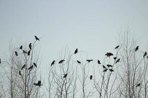 Crows on tree. Lots of birds on branches of tree. photo