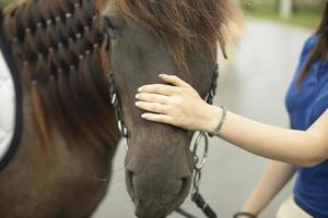 Hand strokes horse. Horse muzzle and human hand. Favorite pet. Caressing man. photo