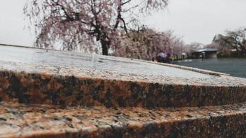 Cherry blossoms are blooming in a village in Kyoto photo