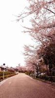 los cerezos en flor están floreciendo en un pueblo de kyoto. foto