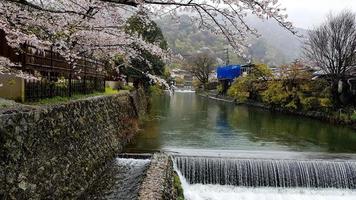 Beautiful cherry blossoms on the edge of Hozu, which is at the foot of the Arashiyama mountains. With a small flowing waterfall. photo