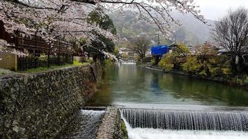 hermosos cerezos en flor en el borde de hozu, que está al pie de las montañas arashiyama. con una pequeña cascada que fluye. foto