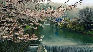 Beautiful cherry blossoms on the edge of Hozu, which is at the foot of the Arashiyama mountains. With a small flowing waterfall. photo