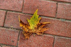 Isolated photo of a maple leaf falling to the ground which is yellowish brown in color. Maple leaves have three to five pointed sides.