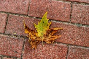 Isolated photo of a maple leaf falling to the ground which is yellowish brown in color. Maple leaves have three to five pointed sides.