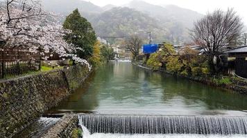 hermosos cerezos en flor en el borde de hozu, que está al pie de las montañas arashiyama. con una pequeña cascada que fluye. foto