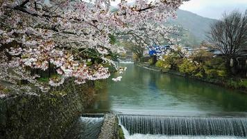 Beautiful cherry blossoms on the edge of Hozu, which is at the foot of the Arashiyama mountains. With a small flowing waterfall. photo