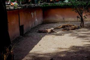 Komodo Dragon. The largest lizard in the world. The Komodo dragon is an animal protected by the Indonesian government. photo