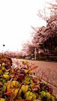 los cerezos en flor están floreciendo en un pueblo de kyoto. foto