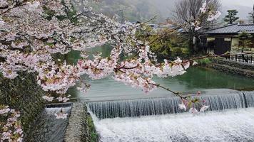 Beautiful cherry blossoms on the edge of Hozu, which is at the foot of the Arashiyama mountains. With a small flowing waterfall. photo