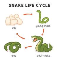 snake life cycle diagram chart in science subject kawaii doodle vector cartoon