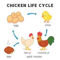 diagrama del ciclo de vida del pollo en el tema de la ciencia dibujos animados vectoriales de garabatos kawaii vector