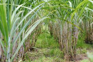 caña de azúcar, en los cañaverales en época de lluvias, tiene verdor y frescura. muestra la fertilidad del suelo foto