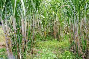 Sugarcane, in sugarcane fields in the rainy season, has greenery and freshness. Shows the fertility of the soil photo