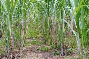 Sugarcane, in sugarcane fields in the rainy season, has greenery and freshness. Shows the fertility of the soil photo