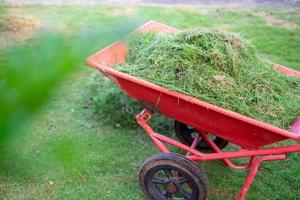 carro naranja está empacando hierba verde cortada en el patio delantero para su eliminación, corte, cuidado del hogar, césped verde.cortar la hierba foto