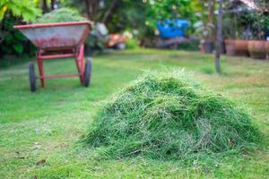 pajar verde cortado en el césped delantero para su eliminación, corte, cuidado del hogar, césped verde, corte de hierba foto