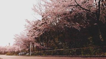 los cerezos en flor están floreciendo en un pueblo de kyoto. foto