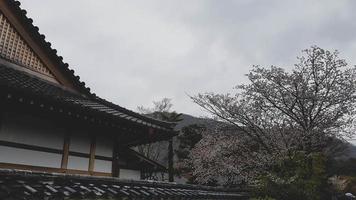 Cherry blossoms are blooming in a village in Kyoto photo
