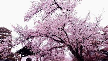 Cherry blossoms are blooming in a village in Kyoto, photo