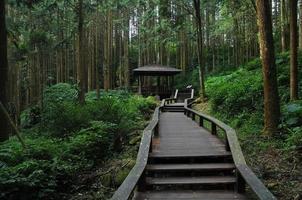 escaleras de madera subiendo escalones en un bosque profundo foto