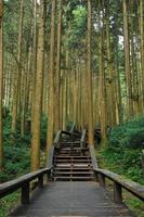 escaleras al antiguo bosque de bambú foto