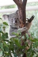 Australian Koala climbing gumtree photo