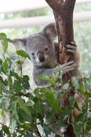 gris lindo joven koala sosteniendo gumtree foto