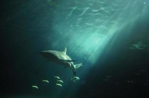 White shark flaoting in the deep ocean