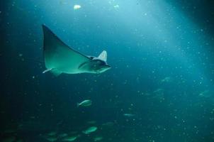 Big grey manta ray swimming in the deep ocean photo