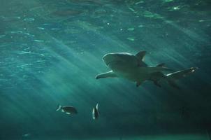 tiburón blanco nadando bajo el océano foto