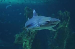 White shark swimming in the deep coral sea photo