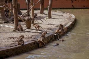 A group of monkey species in the zoo. photo