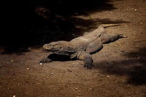 Dragon de Komodo. el lagarto más grande del mundo. el dragón de komodo es un animal protegido por el gobierno de indonesia. foto