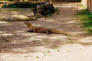 Komodo Dragon. The largest lizard in the world. The Komodo dragon is an animal protected by the Indonesian government. photo