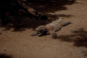 Komodo Dragon. The largest lizard in the world. The Komodo dragon is an animal protected by the Indonesian government. photo