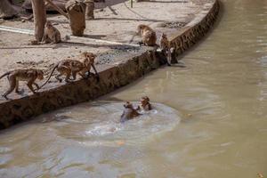 A group of monkey species in the zoo. photo