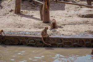 A group of monkey species in the zoo. photo