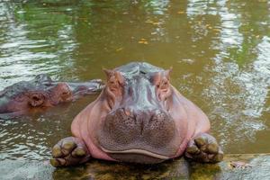 hipopótamo. el hipopotamo es un gran foto